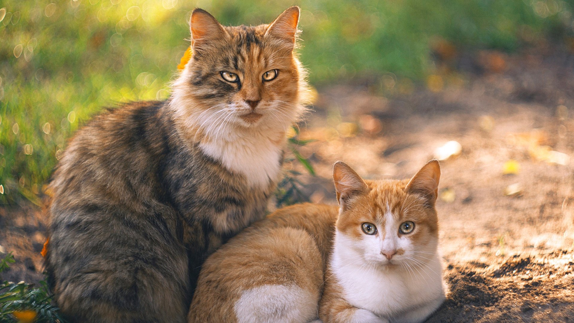 全国青少年“篮球+未来”科技创新大赛火热开幕，青少年篮球职业联赛