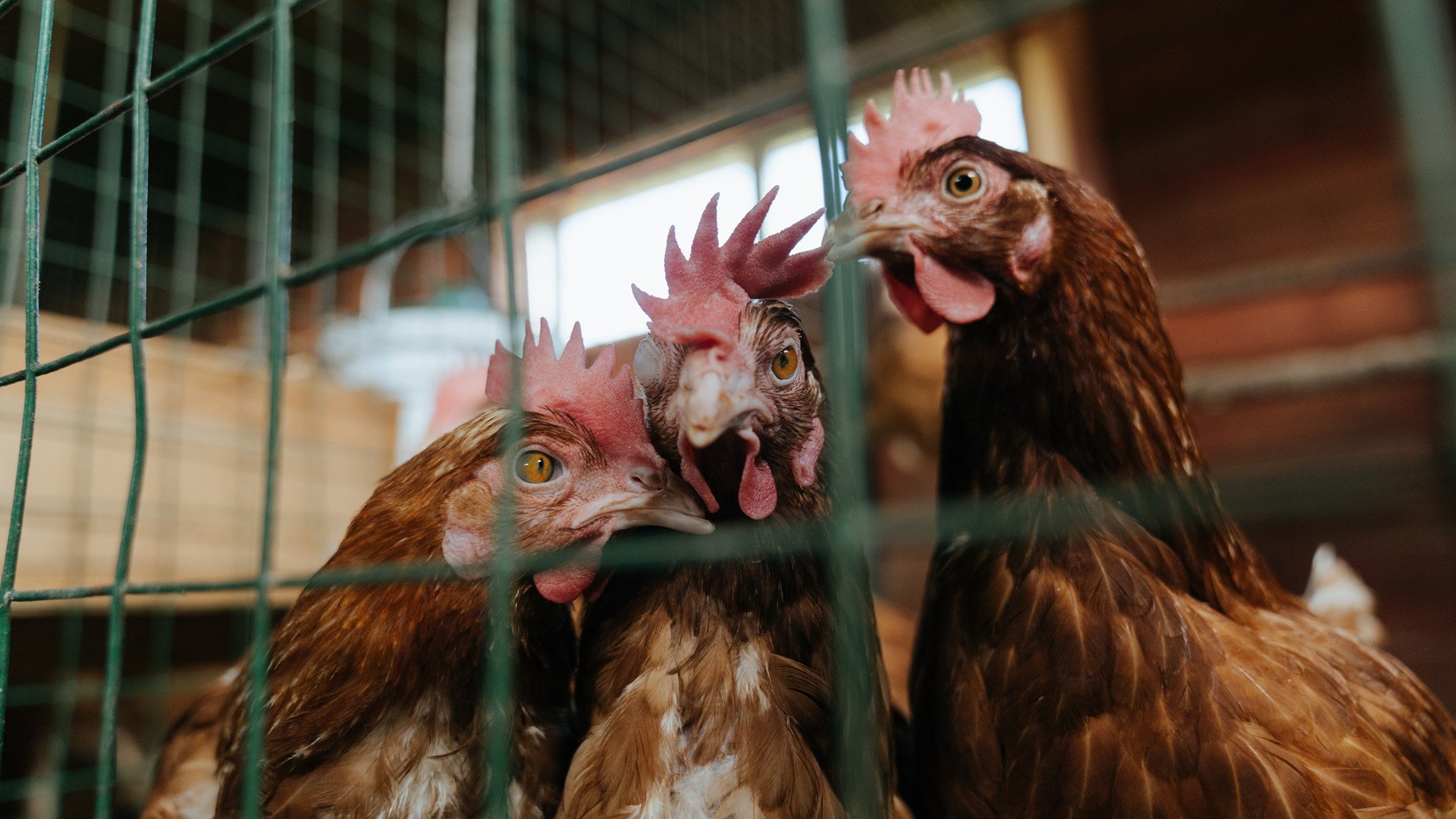 九游网页版官网-全境跑酷挑战，穿越城市建筑的极限冒险，全程跑酷游戏